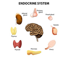 sistema endocrino esteroides