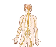 sistema nervioso central esteroides